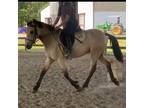 Buckskin Connemara x Mustang Gelding