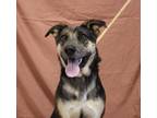 Adopt Nova a German Shepherd Dog, Catahoula Leopard Dog