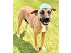 Adopt Gabby a Black Mouth Cur, Mixed Breed