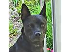 Adopt Sissi a Chow Chow