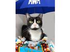 Adopt Sammy Lou a Domestic Short Hair