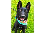 Adopt Cora a German Shepherd Dog