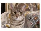 Adopt Sophie 10 a Egyptian Mau, Tabby