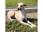 Adopt A008686 a Labrador Retriever, Mixed Breed