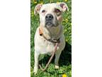 Adopt MISSY a Labrador Retriever, American Staffordshire Terrier
