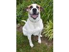 Adopt Ruby a Anatolian Shepherd, Saint Bernard