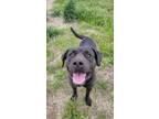 Adopt MOONLIGHT a Pit Bull Terrier