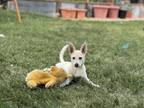 Adopt Maple ***RESCUE CENTER*** a Terrier, Airedale Terrier