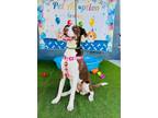 Adopt Merida (Meridian) a Pointer