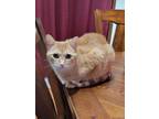Adopt Lily a Tabby