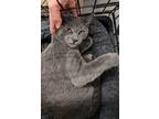Adopt Tenisha -Freek a Litter a Russian Blue, Domestic Short Hair