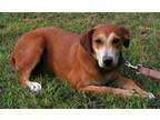 Adopt Madison a Labrador Retriever, Feist