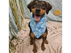 Adopt Murphy a Shepherd, Hound