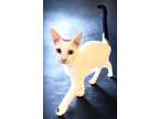 Adopt Cupid a Turkish Van, Domestic Short Hair