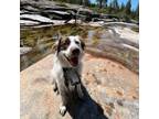 Adopt BUTTERS a Australian Shepherd