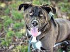 Adopt MARKY MARK a Labrador Retriever, Mixed Breed