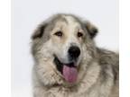 Adopt MAX a Anatolian Shepherd, Mixed Breed
