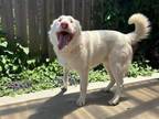 Adopt COSMO a Australian Shepherd, Mixed Breed