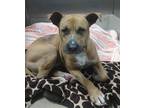Adopt BANJO a Pit Bull Terrier