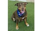 Adopt HERO a Labrador Retriever, Mixed Breed