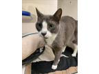 Adopt REMI a Domestic Short Hair