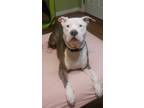 Adopt Freddie a Pit Bull Terrier
