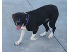 Adopt Kingston a Labrador Retriever