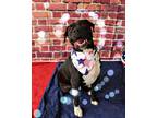Adopt Sampson a Pit Bull Terrier