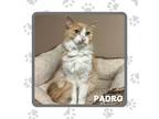 Adopt Pedro a Domestic Long Hair