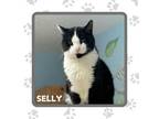 Adopt Selly a Domestic Short Hair