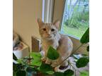 Adopt Tanner a Domestic Short Hair