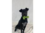 Adopt Locus a Labrador Retriever, Rat Terrier