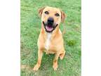 Adopt DEAN'O a Labrador Retriever, Mixed Breed