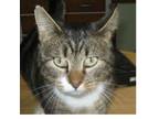 Adopt Finn a Tabby, Domestic Medium Hair