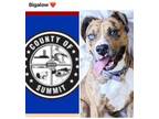 Adopt BIGALOW a Pit Bull Terrier