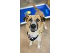 Adopt Toby a Border Collie, Mixed Breed