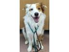 Adopt RICO a Australian Shepherd