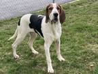 Adopt Loki a Treeing Walker Coonhound