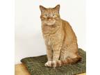 Adopt Morgan a Domestic Short Hair