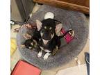 Poppy Chihuahua Puppy Female
