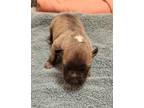 Luna Moth American Pit Bull Terrier Puppy Female