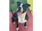 Laurel American Pit Bull Terrier Adult Female