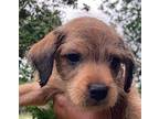 Zion Terrier (Unknown Type, Medium) Puppy Male