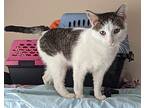 Blueberry Domestic Shorthair Young Male