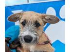 Pagus Dachshund Puppy Male