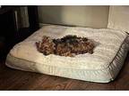 Wrigley Yorkie, Yorkshire Terrier Senior Male