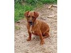 Dan - DD Dachshund Male