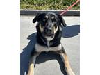 Sadie Labrador Retriever Adult Female