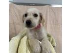 Zaylee Terrier (Unknown Type, Medium) Puppy Female