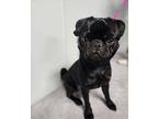 Arlo- adoption pending Pug Adult Male
